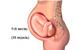 девятый месяц беременности